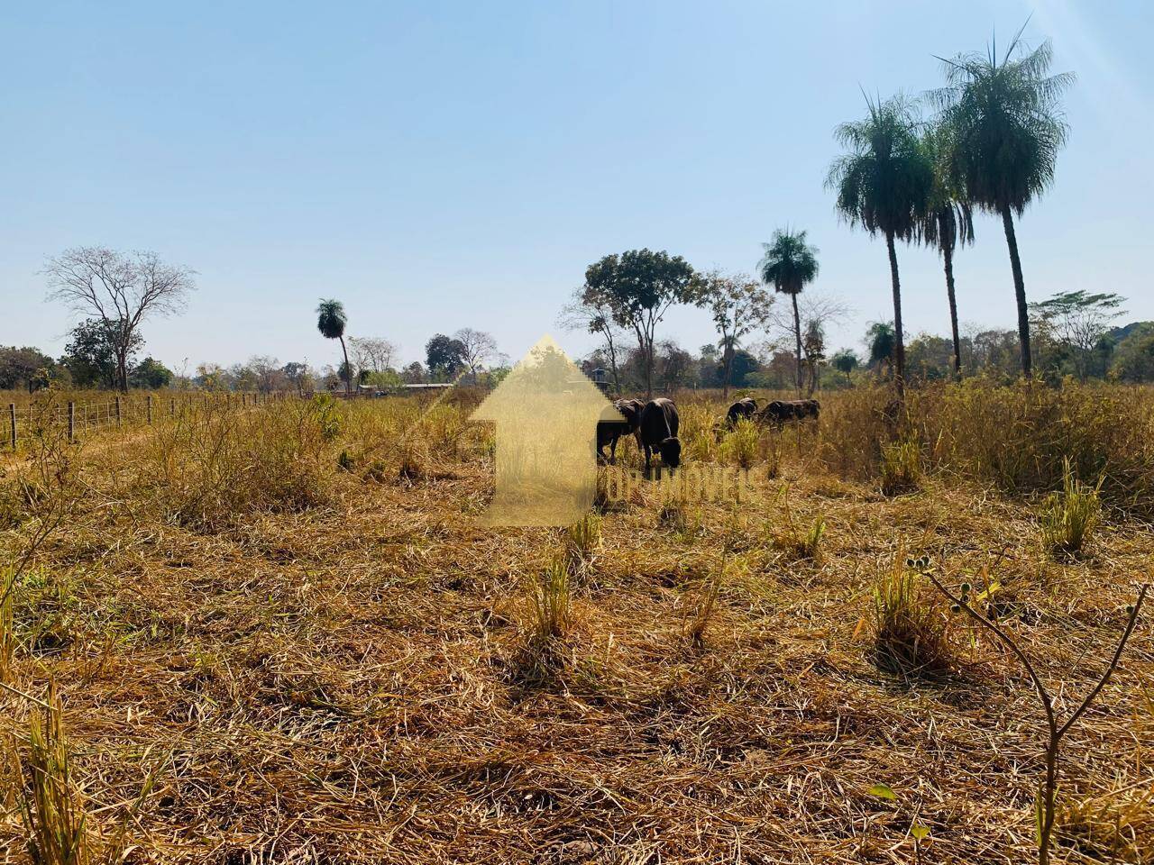 Fazenda à venda com 2 quartos, 100m² - Foto 12