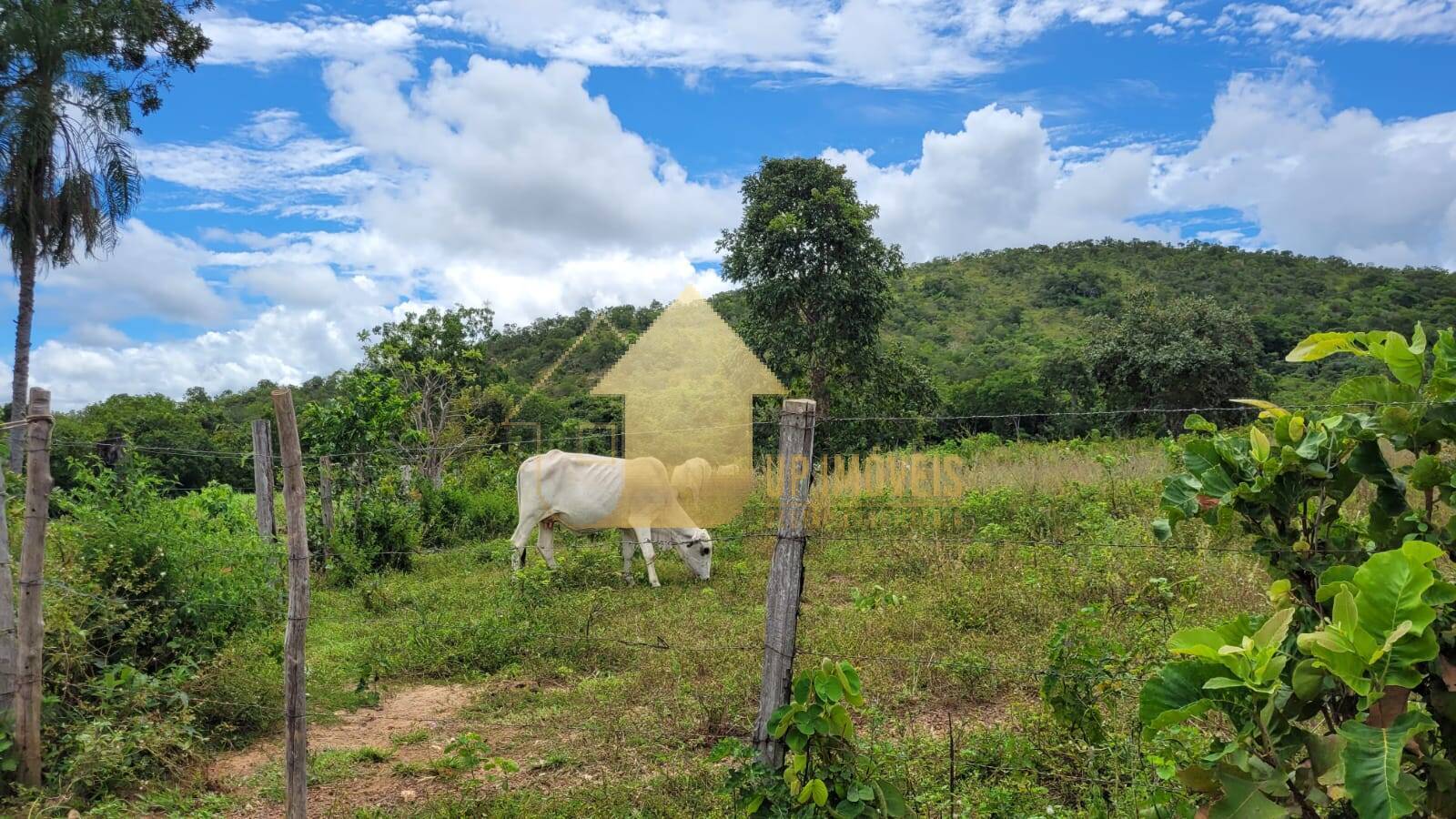 Fazenda à venda com 2 quartos, 984m² - Foto 8